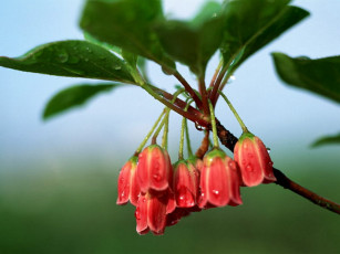 Картинка цветы цветущие деревья кустарники