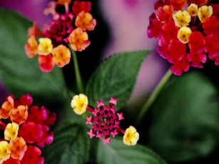 Картинка цветы лантана вербена