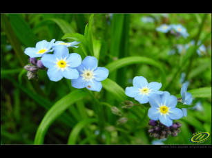 Картинка цветы незабудки