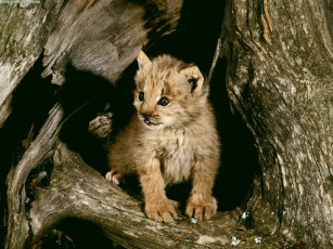 Картинка lynx cub loomis state forest washington животные рыси