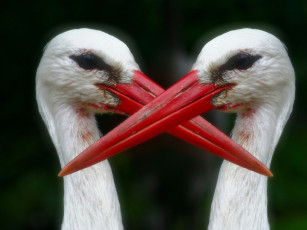 Картинка животные аисты