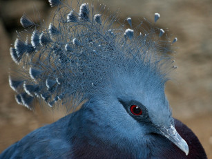 Картинка животные голуби