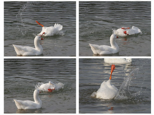 Картинка животные гуси