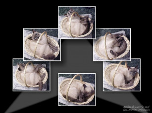 Картинка животные коты