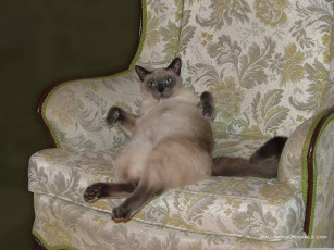 Картинка животные коты