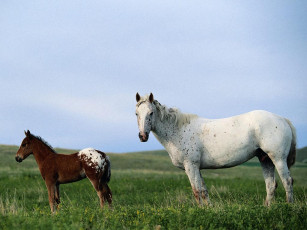Картинка животные лошади