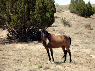 Картинка животные лошади