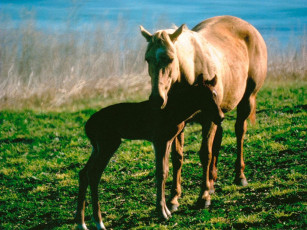 Картинка животные лошади