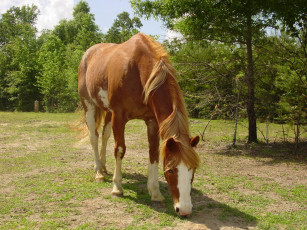 Картинка животные лошади