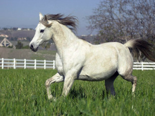 Картинка животные лошади