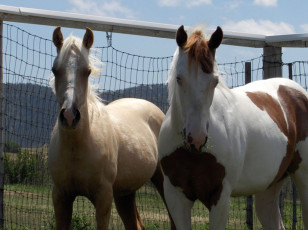 Картинка животные лошади