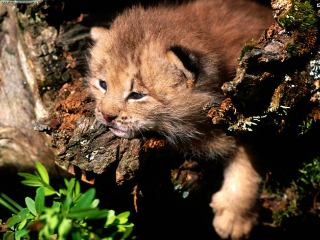 Обои картинки фото peaking, interest, canada, lynx, животные, рыси