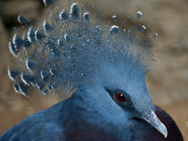 Обои картинки фото животные, голуби