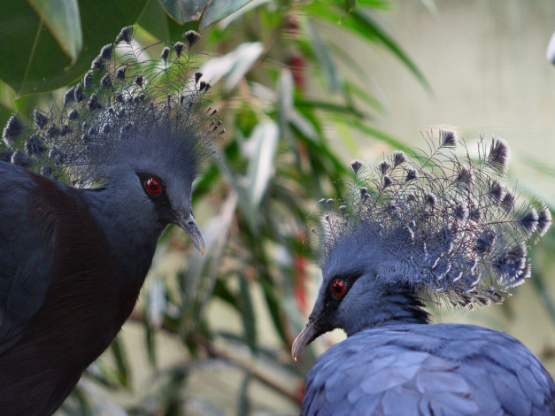 Обои картинки фото животные, голуби