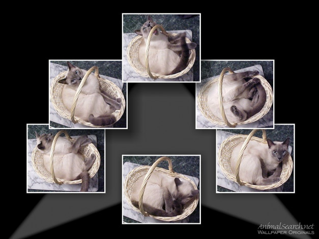 Обои картинки фото животные, коты