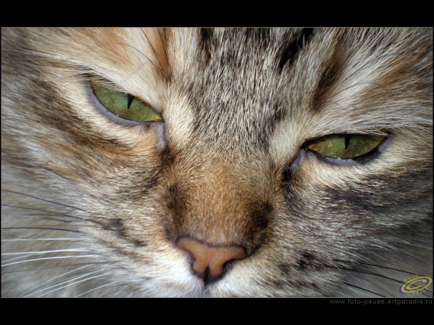 Обои картинки фото животные, коты