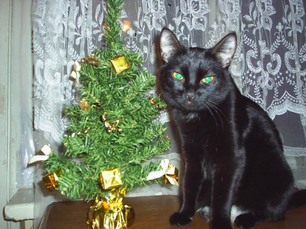 Обои картинки фото животные, коты