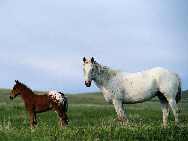 Обои картинки фото животные, лошади