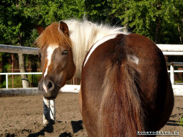 Обои картинки фото животные, лошади