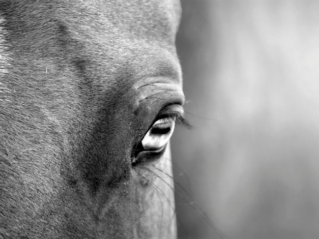 Обои картинки фото животные, лошади