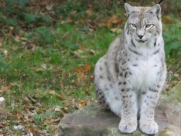 Обои картинки фото животные, рыси