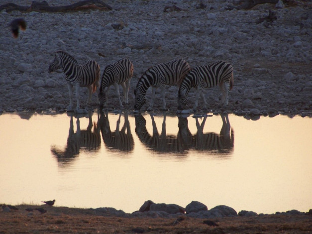 Обои картинки фото животные, зебры