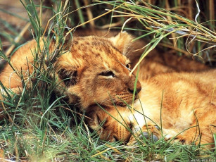 Картинка львята животные львы