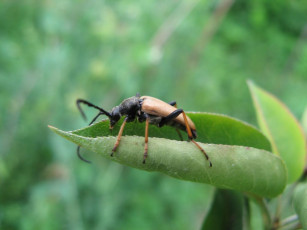 Картинка животные насекомые