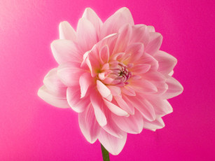 Картинка цветы георгины