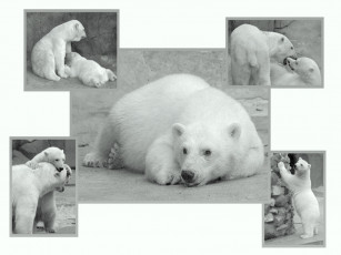 Картинка животные медведи