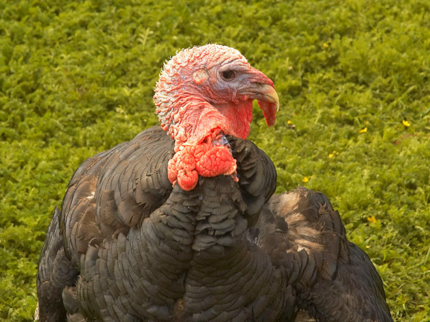 Обои картинки фото животные, индюки