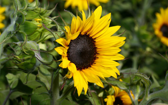 Обои картинки фото цветы, подсолнухи