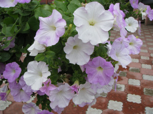 Картинка цветы петунии калибрахоа