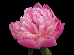 Картинка цветы пионы