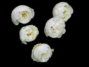 Картинка цветы шиповник