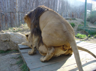 Картинка животные львы