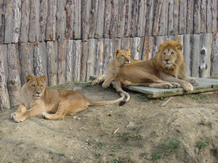 Картинка животные львы