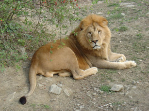 Картинка животные львы