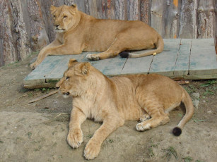 Картинка животные львы