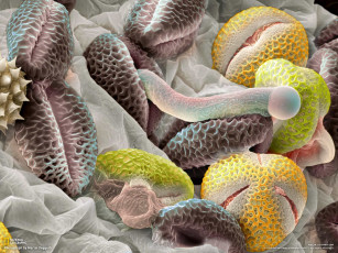 Картинка животные морская фауна