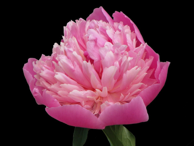 Обои картинки фото цветы, пионы