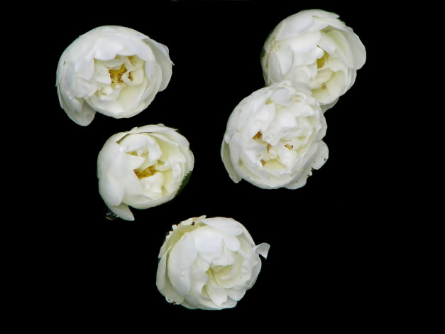 Обои картинки фото цветы, шиповник