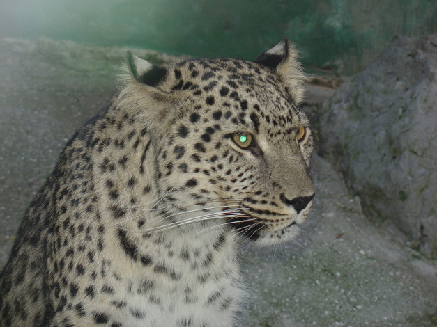 Обои картинки фото животные, леопарды, леопард, хищник