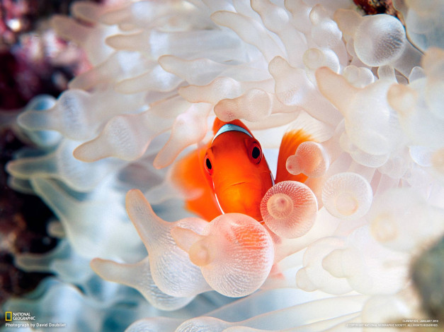 Обои картинки фото животные, рыбы