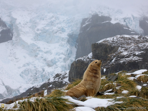 Обои картинки фото животные, тюлени, морские, львы, котики