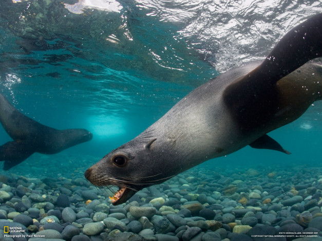 Обои картинки фото животные, тюлени, морские, львы, котики