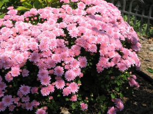 Картинка цветы хризантемы розовая