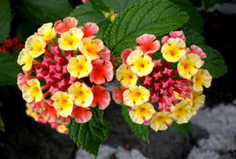 Картинка цветы лантана вербена желтый круглый