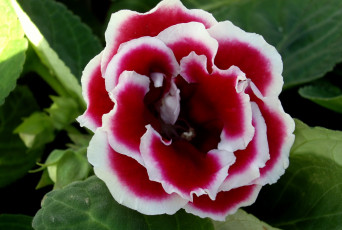 Картинка цветы глоксиния синнингия лепестки пестрый