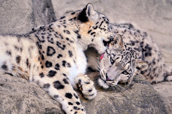 Картинка животные снежный барс ирбис хищники пара пятна нежность